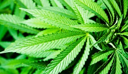 Marijuana Laws